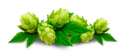 HOPS EXTRACT