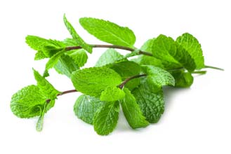 LEMON BALM