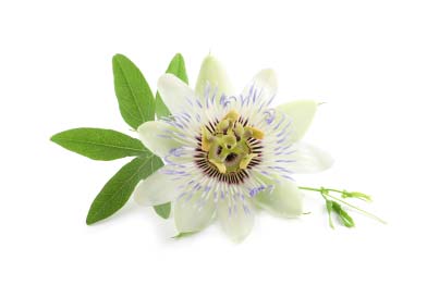 PASSION FLOWER